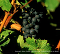 unikum Mosel Ferienwohnungen